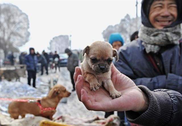 为什么越来越多人弃养中华田园犬这几个原因很现实