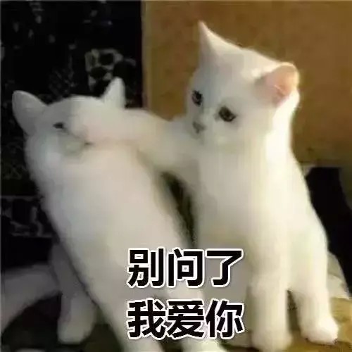 养猫的这些误区，你知道么？