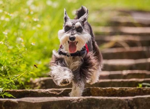 最难训练的6只小型犬养过的人都知道教几次都不会