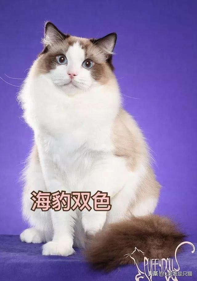 布偶猫所有花色图解