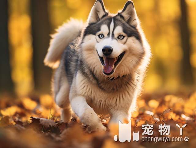 为什么金毛犬会抽搐？