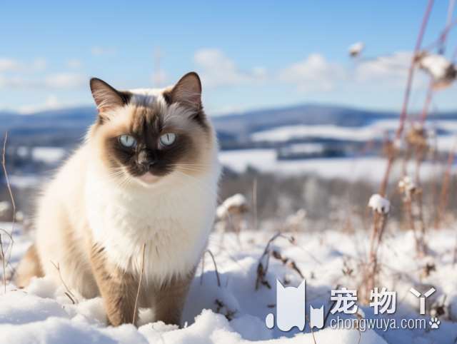 斯芬克斯无毛猫饲养注意事项？